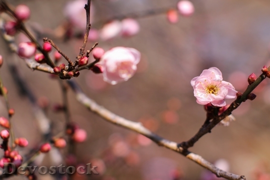 Devostock Plum blossoms unique  (132)