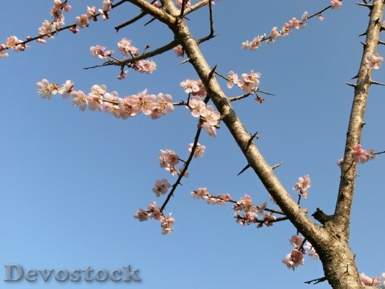 Devostock Plum blossoms unique  (136)