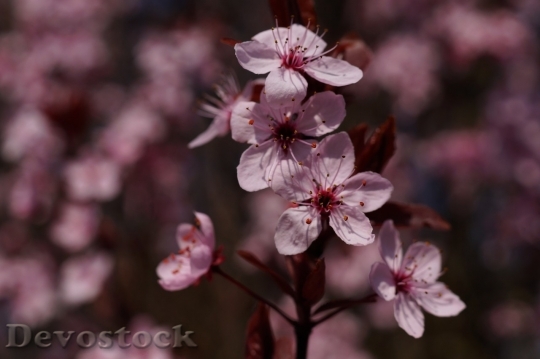 Devostock Plum blossoms unique  (139)