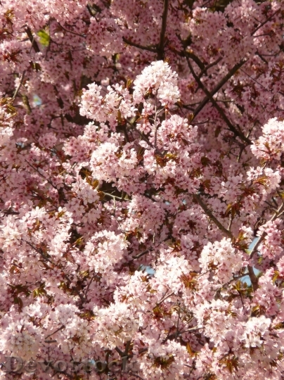Devostock Plum blossoms unique  (14)