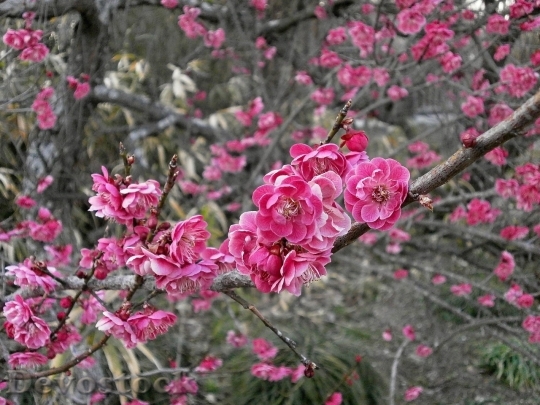 Devostock Plum blossoms unique  (142)
