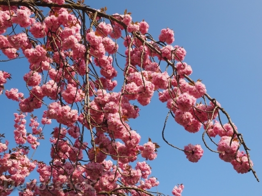 Devostock Plum blossoms unique  (147)