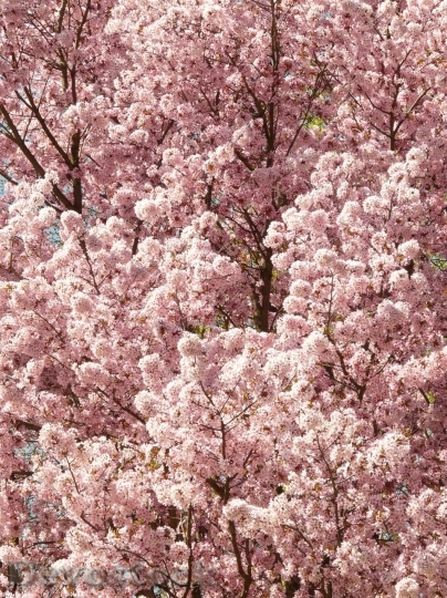 Devostock Plum blossoms unique  (15)