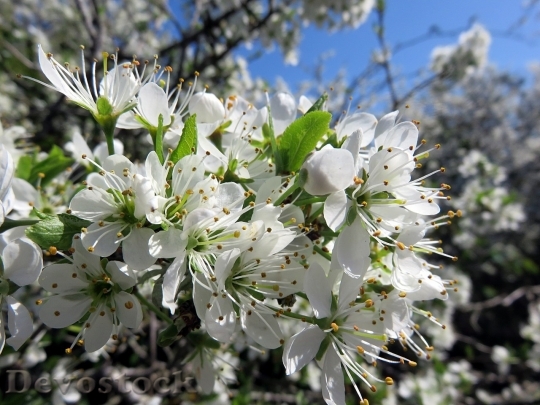 Devostock Plum blossoms unique  (150)
