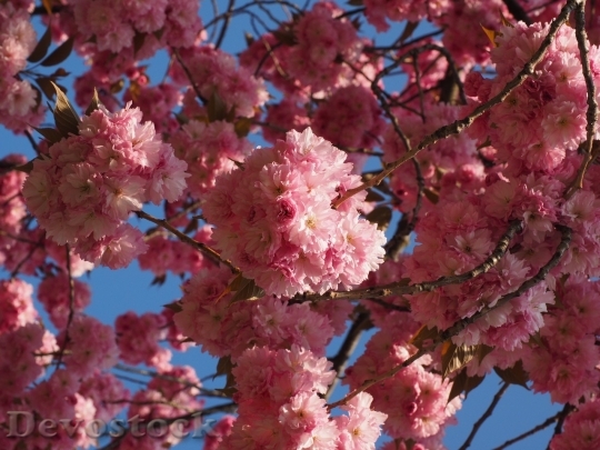 Devostock Plum blossoms unique  (151)