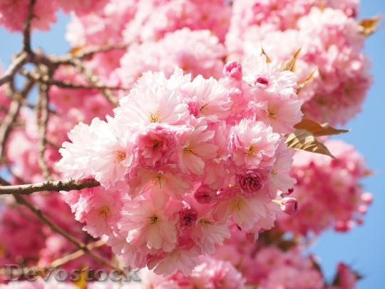 Devostock Plum blossoms unique  (152)