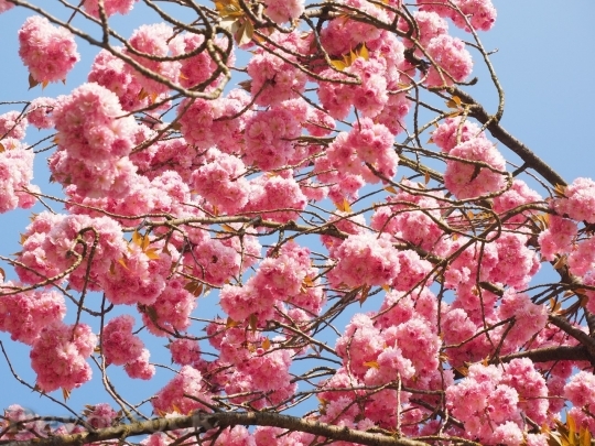 Devostock Plum blossoms unique  (153)