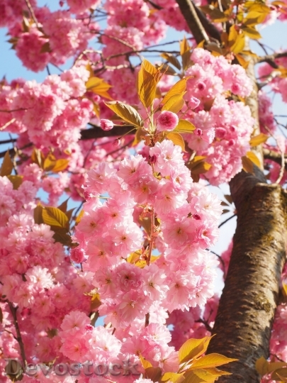 Devostock Plum blossoms unique  (155)