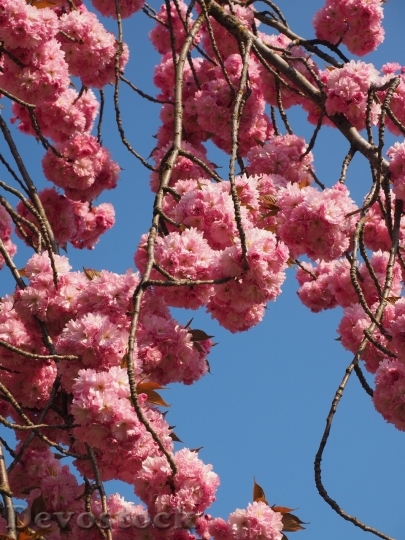 Devostock Plum blossoms unique  (156)