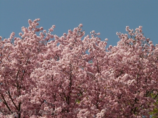 Devostock Plum blossoms unique  (16)