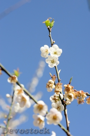 Devostock Plum blossoms unique  (164)