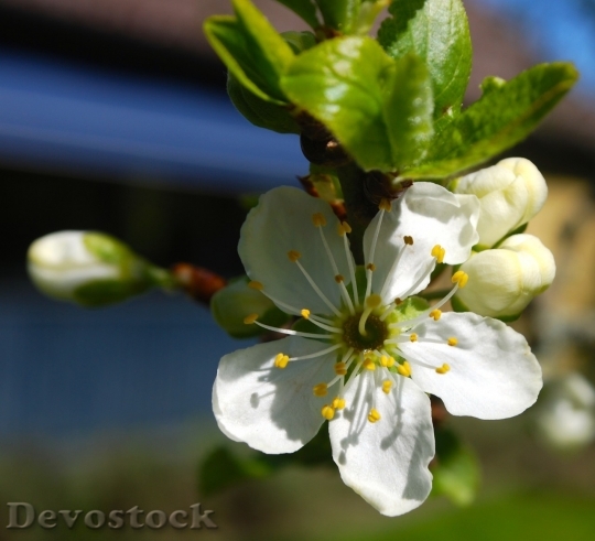 Devostock Plum blossoms unique  (165)