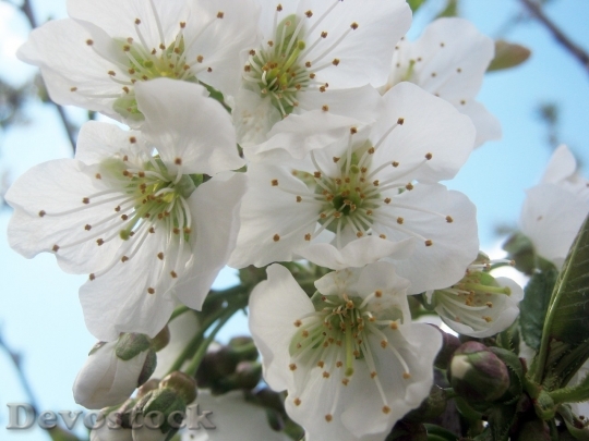 Devostock Plum blossoms unique  (167)
