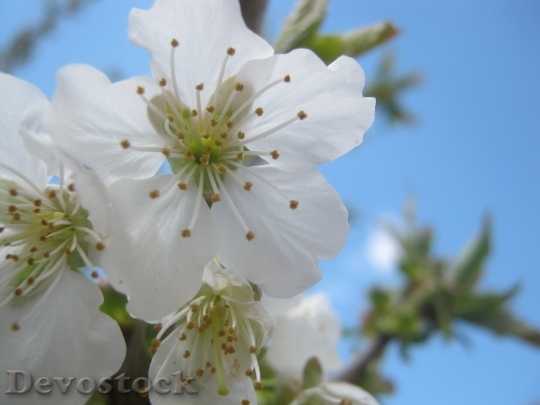 Devostock Plum blossoms unique  (168)