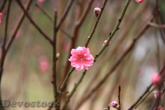 Devostock Plum blossoms unique  (177)