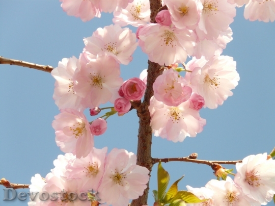 Devostock Plum blossoms unique  (18)