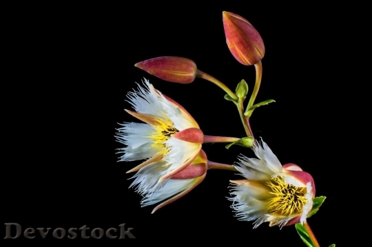 Devostock Plum blossoms unique  (182)
