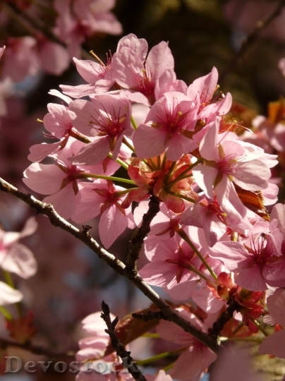 Devostock Plum blossoms unique  (19)