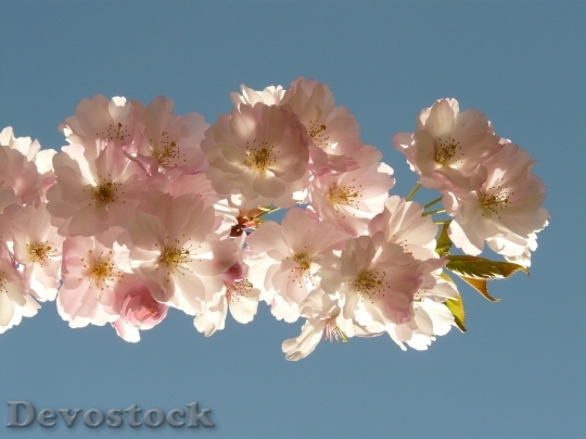 Devostock Plum blossoms unique  (20)