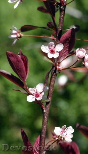 Devostock Plum blossoms unique  (201)