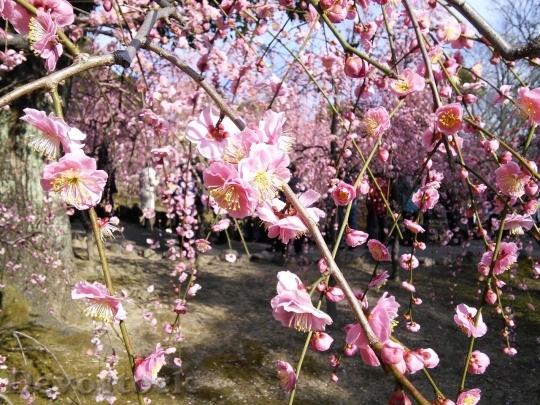 Devostock Plum blossoms unique  (203)