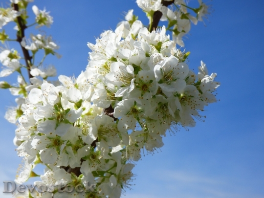 Devostock Plum blossoms unique  (209)
