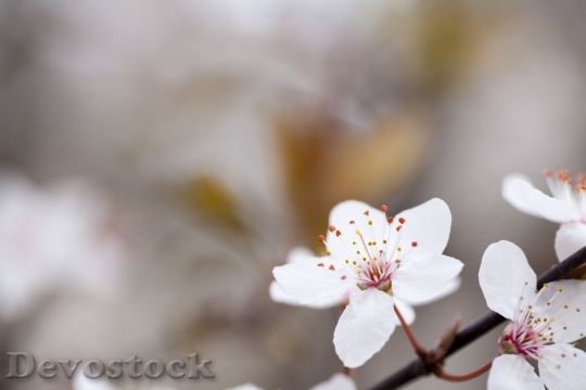 Devostock Plum blossoms unique  (212)