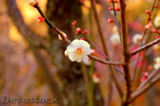Devostock Plum blossoms unique  (221)