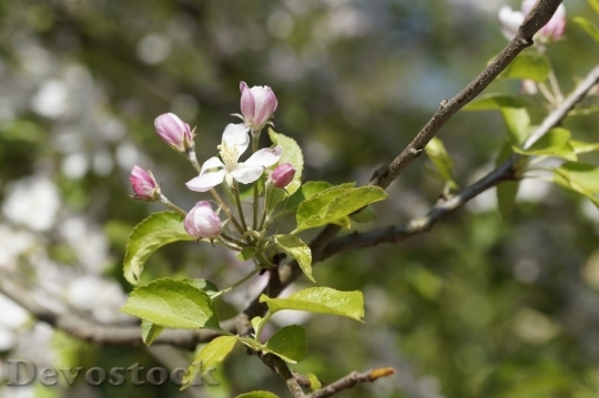 Devostock Plum blossoms unique  (222)