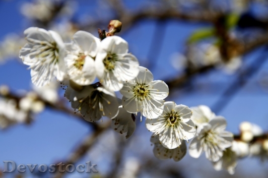 Devostock Plum blossoms unique  (235)