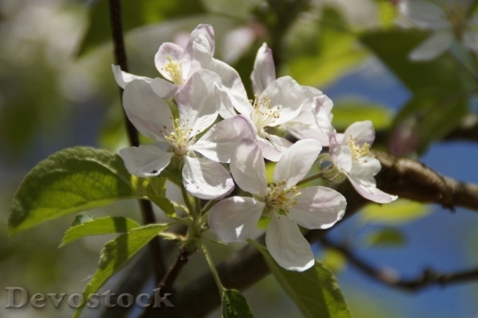 Devostock Plum blossoms unique  (238)