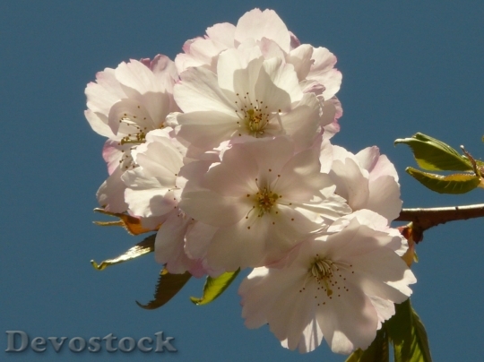 Devostock Plum blossoms unique  (24)