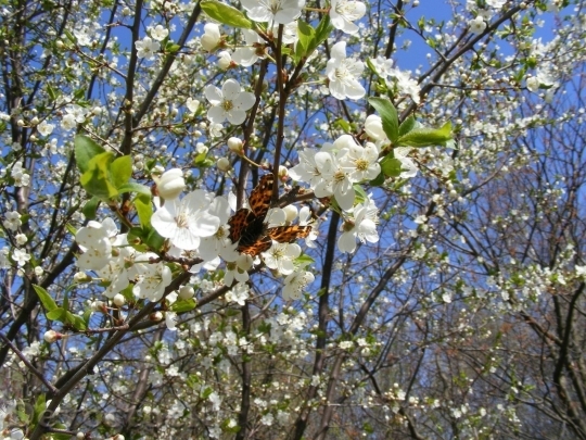 Devostock Plum blossoms unique  (242)