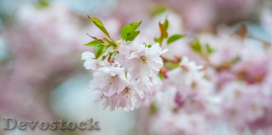 Devostock Plum blossoms unique  (243)