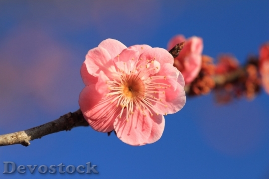 Devostock Plum blossoms unique  (244)