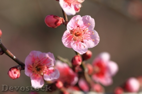 Devostock Plum blossoms unique  (245)