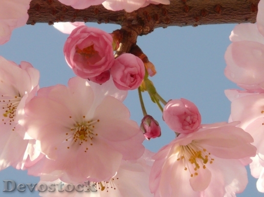Devostock Plum blossoms unique  (25)