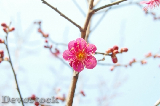 Devostock Plum blossoms unique  (254)