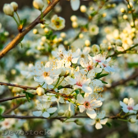Devostock Plum blossoms unique  (257)