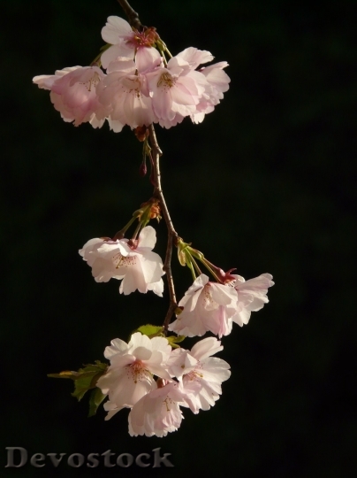 Devostock Plum blossoms unique  (26)