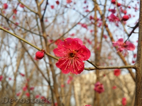 Devostock Plum blossoms unique  (260)