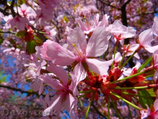 Devostock Plum blossoms unique  (27)