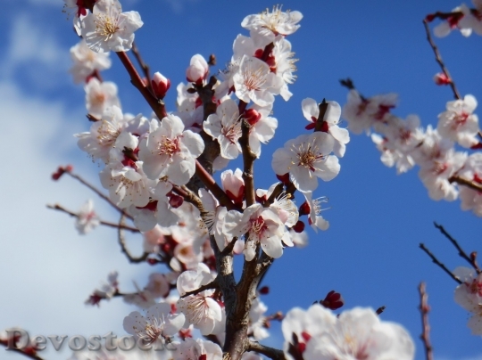 Devostock Plum blossoms unique  (272)