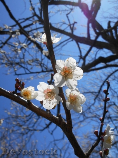 Devostock Plum blossoms unique  (274)