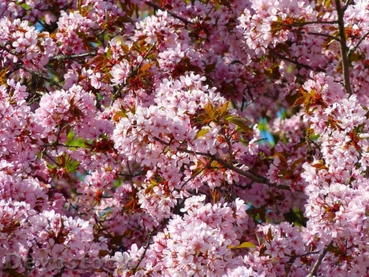 Devostock Plum blossoms unique  (28)
