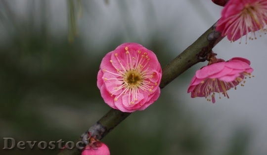 Devostock Plum blossoms unique  (300)