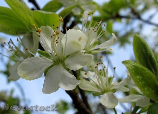 Devostock Plum blossoms unique  (301)