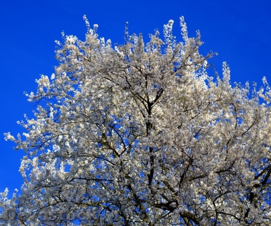 Devostock Plum blossoms unique  (310)