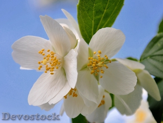 Devostock Plum blossoms unique  (316)