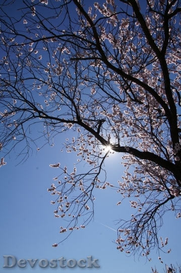 Devostock Plum blossoms unique  (319)